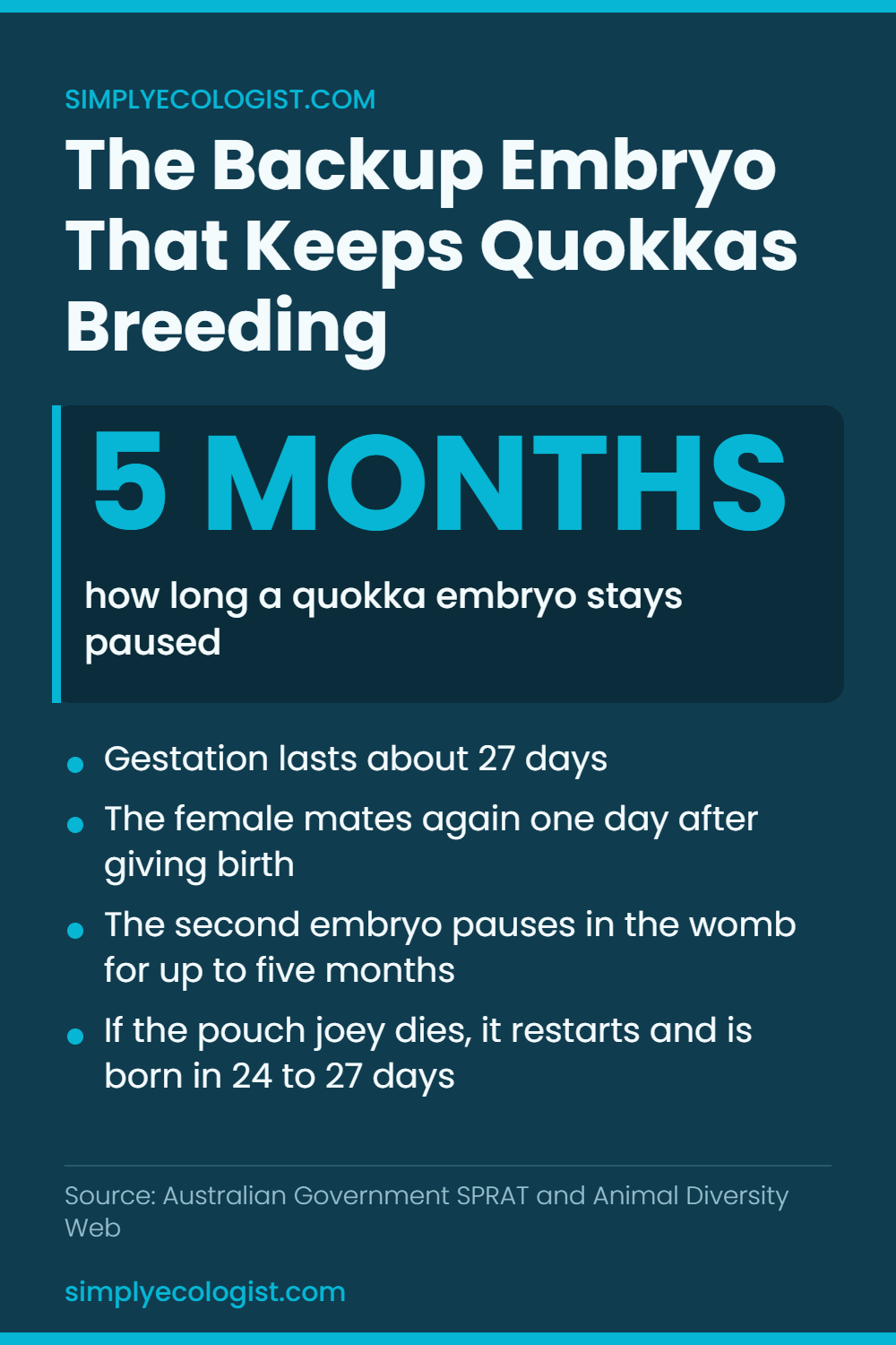 Quokka Mating Habits: Breeding Season, Courtship and Embryonic Diapause 3 Infographic explaining quokka embryonic diapause, showing a 27 day gestation, the female mating again one day after giving birth, and a second embryo that stays paused for up to five months before restarting