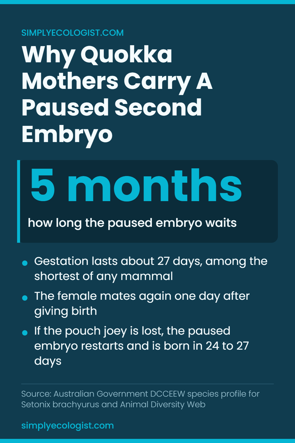 Quokka joey development timeline showing embryonic diapause, 27 day gestation, six months in the pouch and weaning at eight months