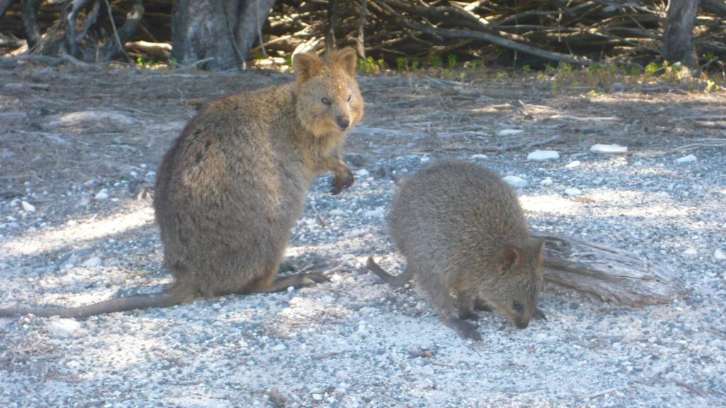 pair of quokkas foraging