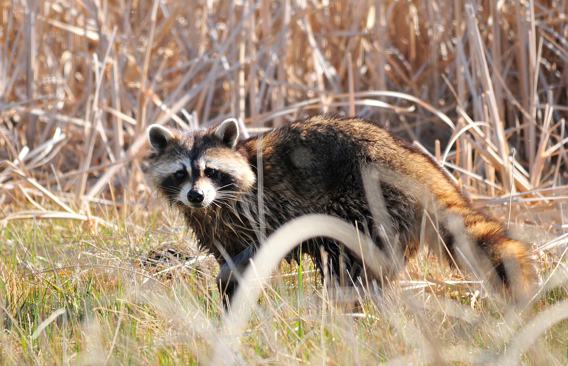 Raccoon foraging in grass, showing the black bandit mask across the eyes and the banded ringed tail