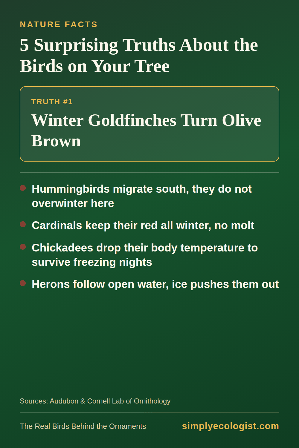 The real birds behind Christmas bird ornaments: goldfinch, hummingbird, cardinal, chickadee, and heron facts