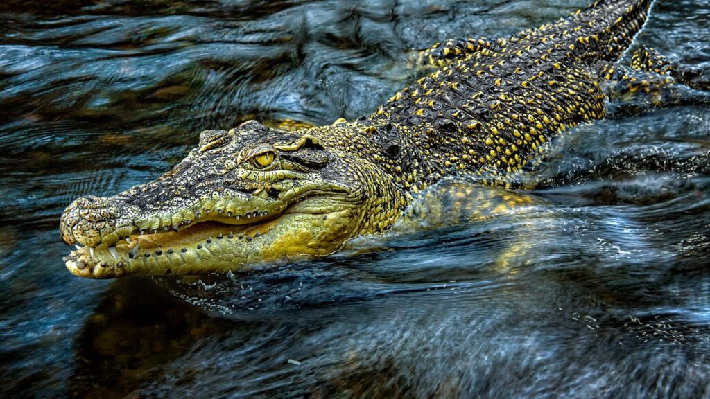 Saltwater crocodile swimming at the surface, the species responsible for the highest number of fatal crocodile attacks worldwide
