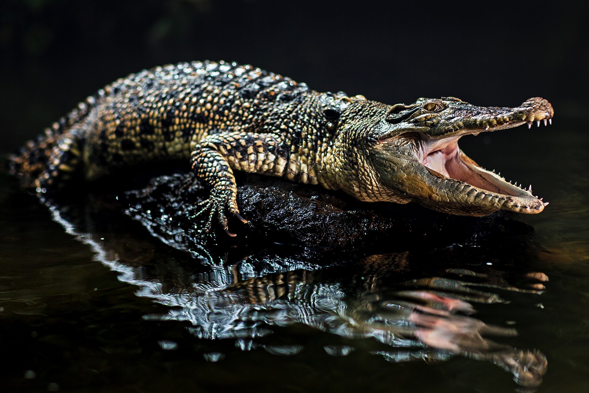 Saltwater crocodile holding its jaws open, the species with the strongest measured bite force of any living animal