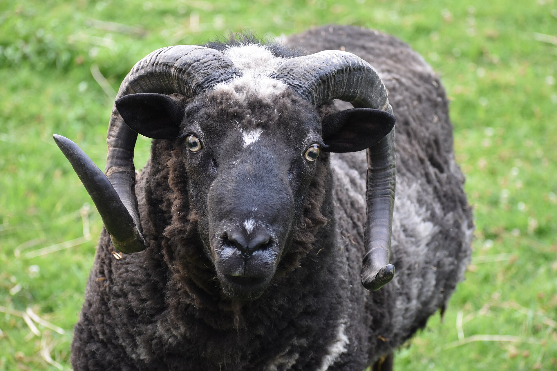 The Most Anxious Animals, and What Actually Drives It 11 A ram facing the camera, the kind of individual face a sheep can recognise and remember for years
