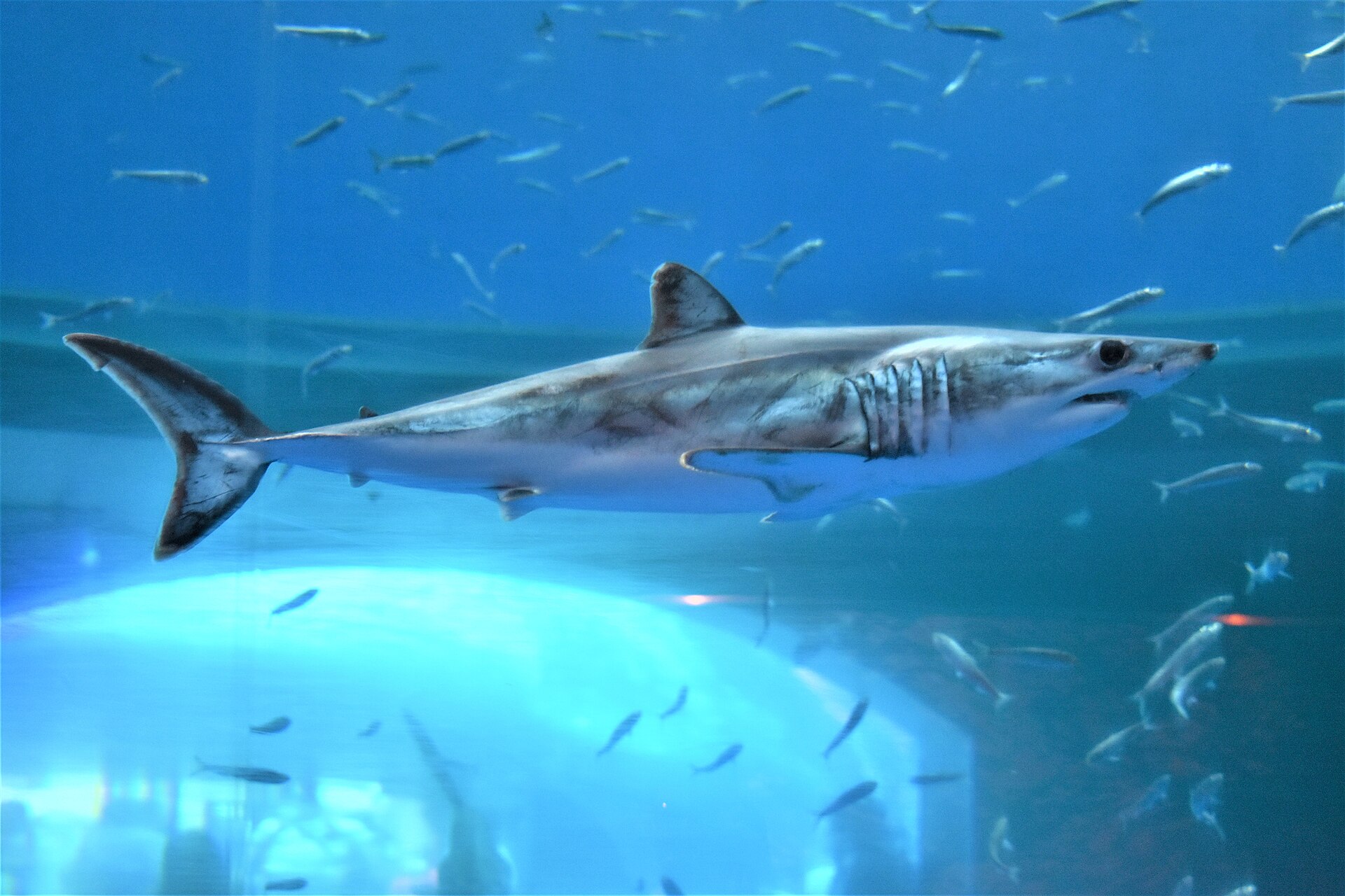 Are There Sharks in Italy? 41 Species, and a Great White Filmed Off Sicily 8 A shortfin mako shark swimming, showing the stout torpedo shaped body and pointed snout of the fastest shark in the sea