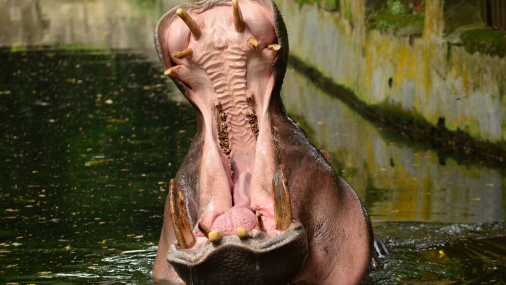 hippopotamus showing its teeth and tusks