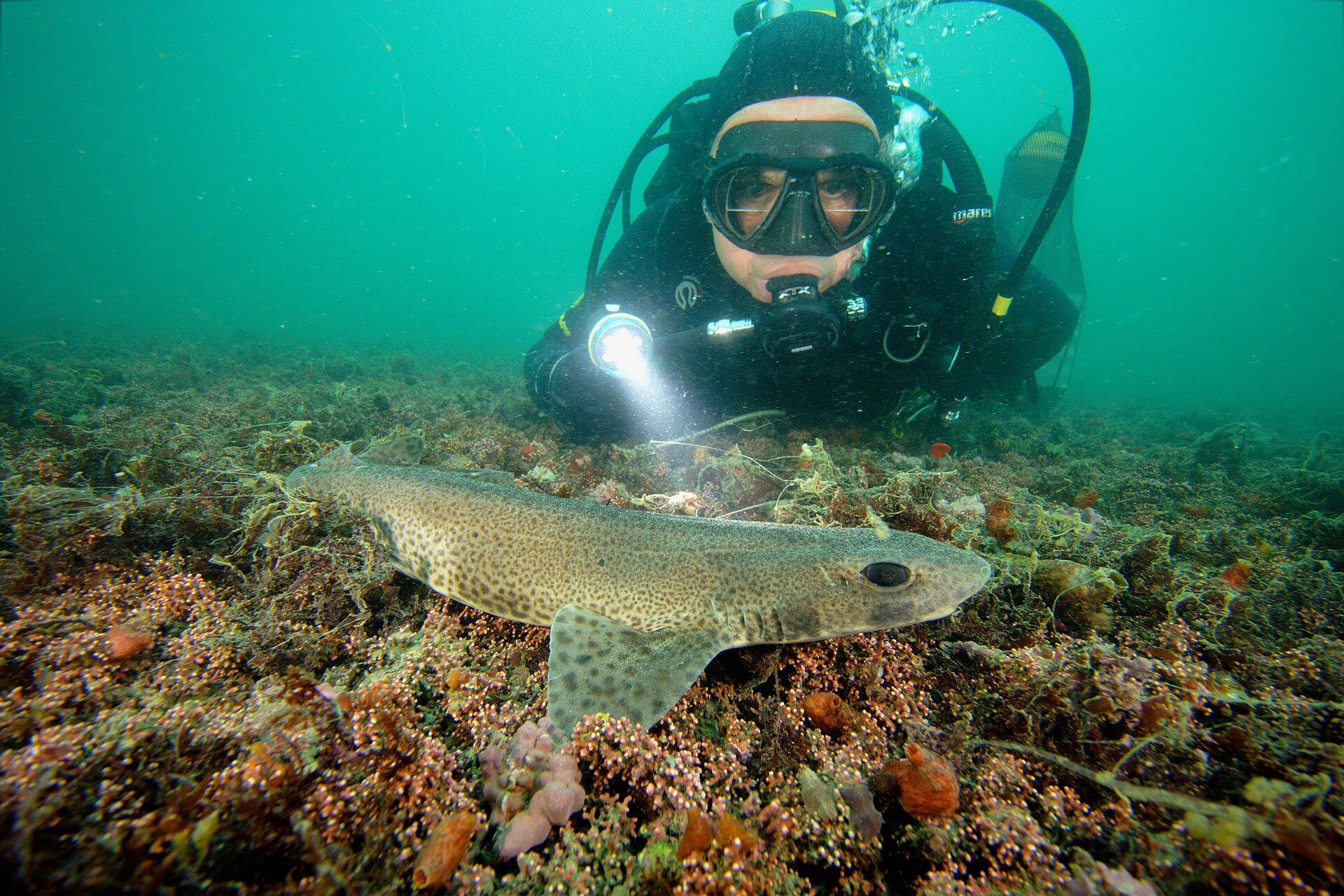 A small spotted catshark resting on a rocky seabed as a diver approaches with a torch, showing its slender spotted body
