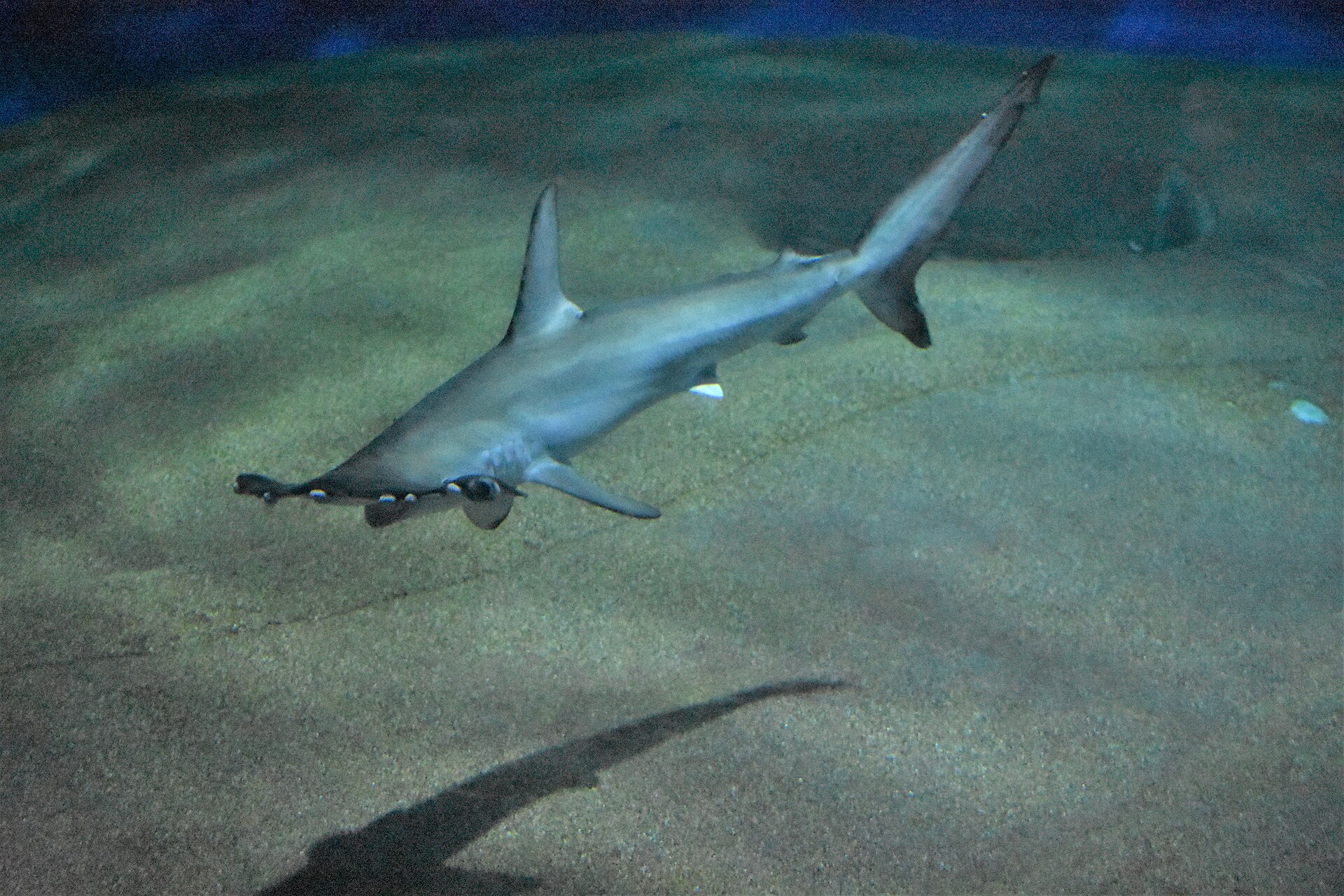 A smooth hammerhead shark swimming low over a sandy bottom, showing the broad flattened head that gives the species its name