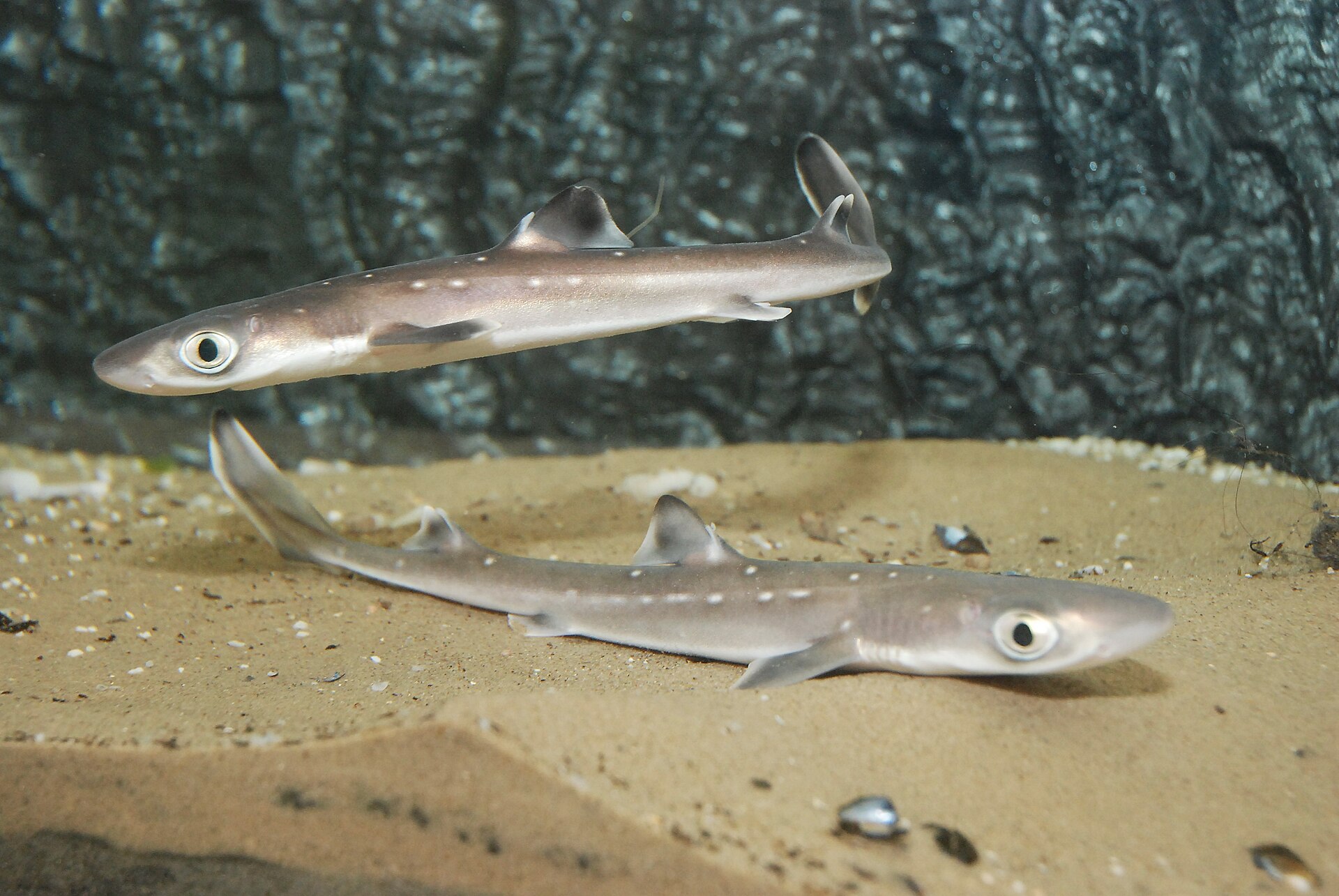 Two spiny dogfish resting on a sandy seabed, the small coastal shark that is the only permanent resident of the Black Sea