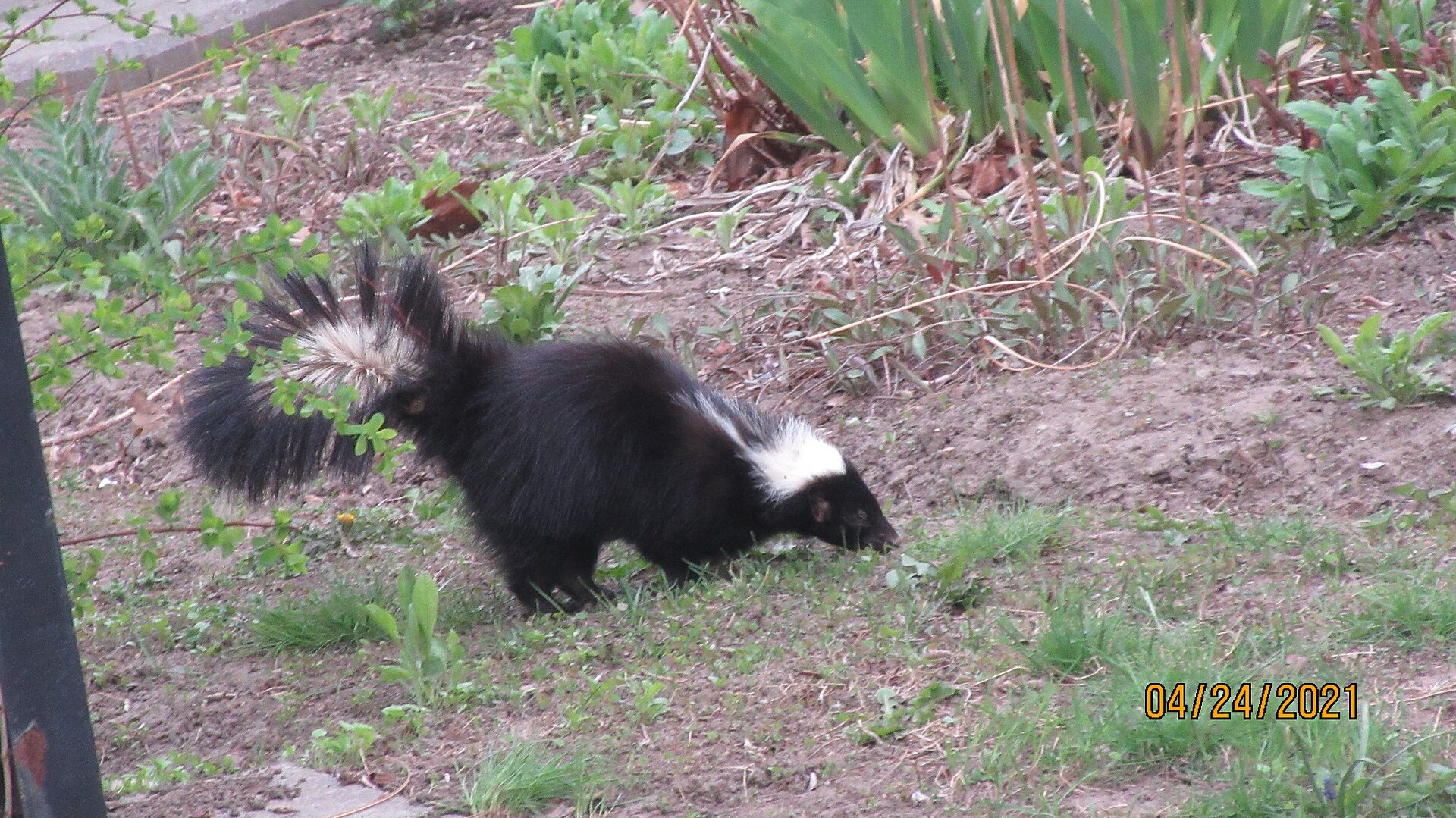 Badger vs Skunk: Four Ways to Tell Them Apart 6 A striped skunk foraging with its tail held high, the posture that precedes a spray