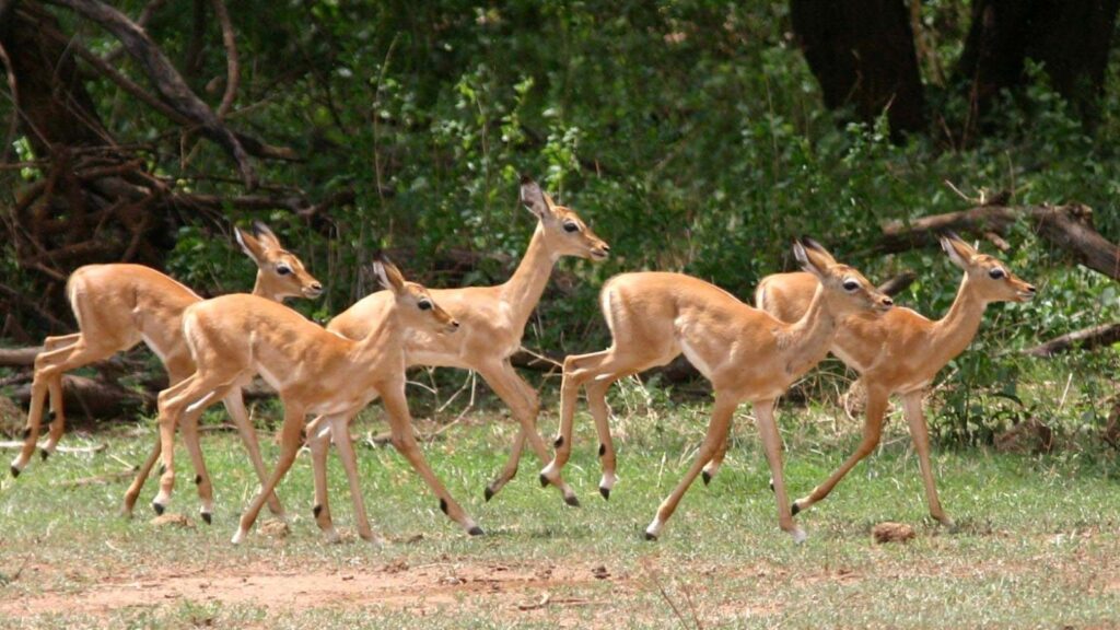 impala herd on alert in the savanna