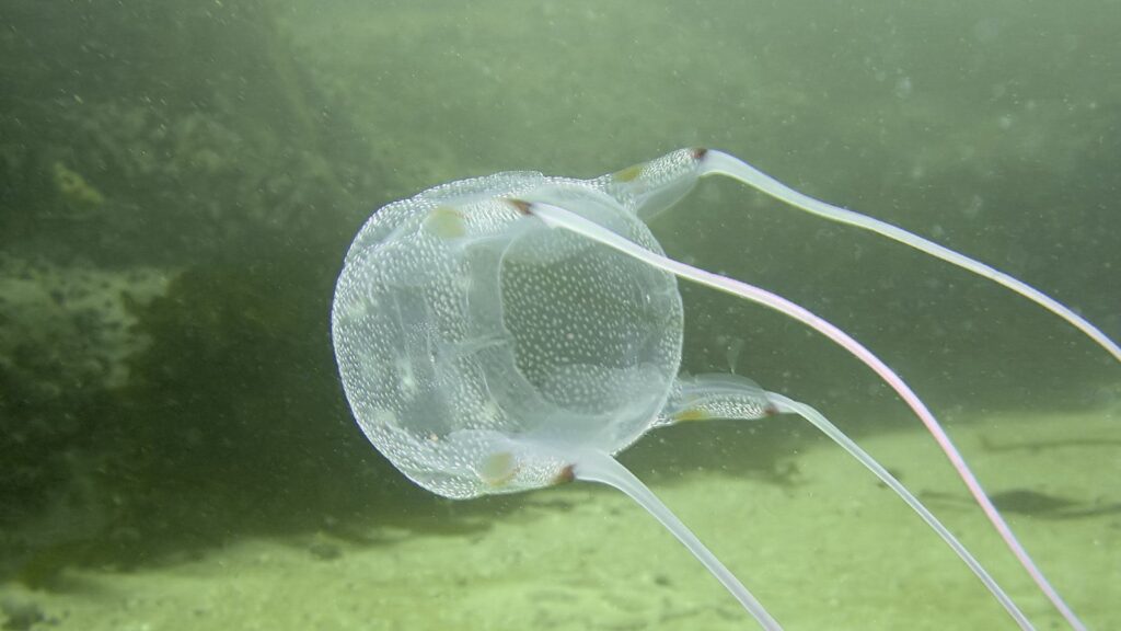 The Most Dangerous Animals in Hawaii 3 box jellyfish underwater
