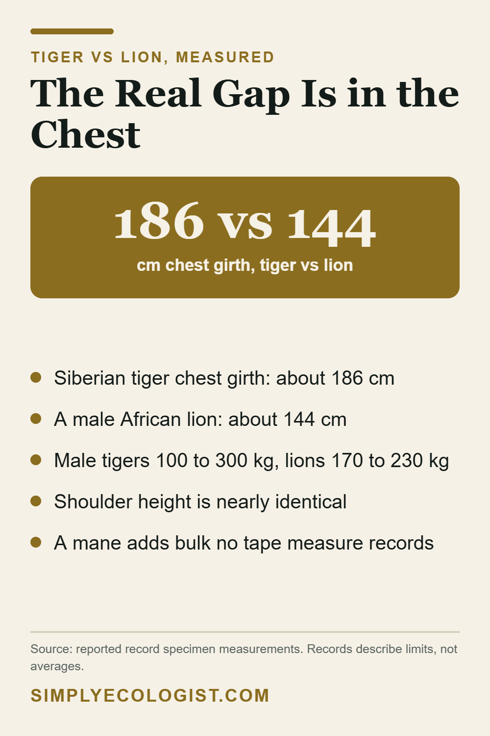 Tiger Vs Lion Size Comparison 4 Tiger versus lion size comparison showing 186 cm versus 144 cm chest girth with weight and shoulder height figures