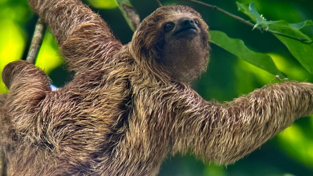 three toed sloth hanging in a tree