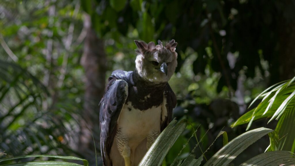 harpy eagle one of the strongest birds