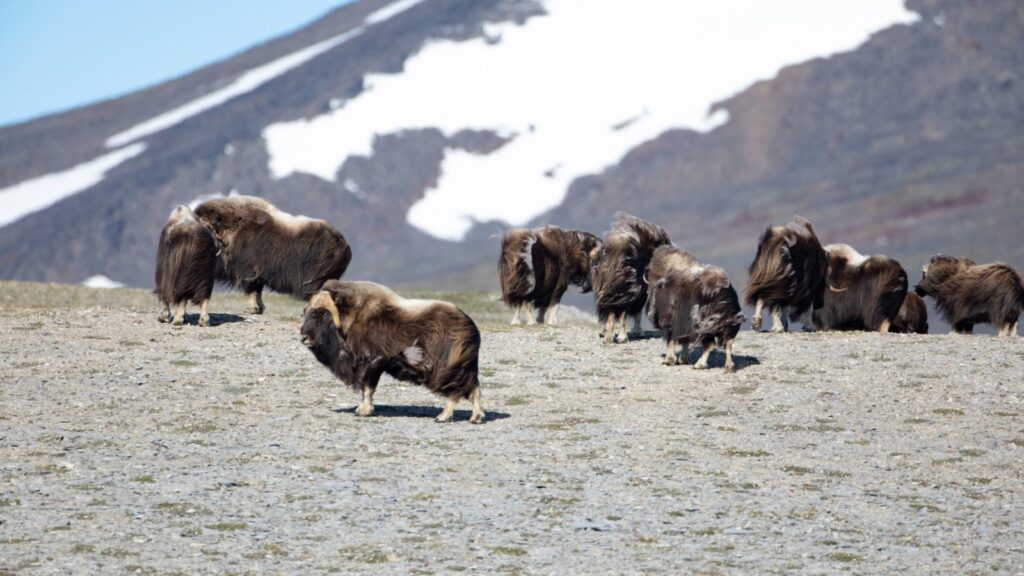 muskox herd on arctic tundra