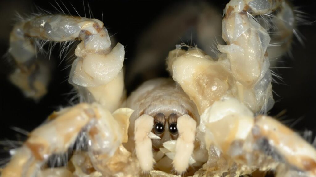 tarantula molting stages explained