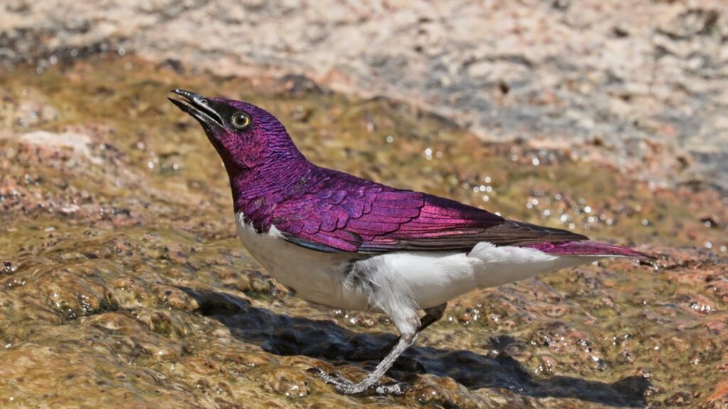 What Animals Are Purple? 19 male violet backed starling with purple plumage