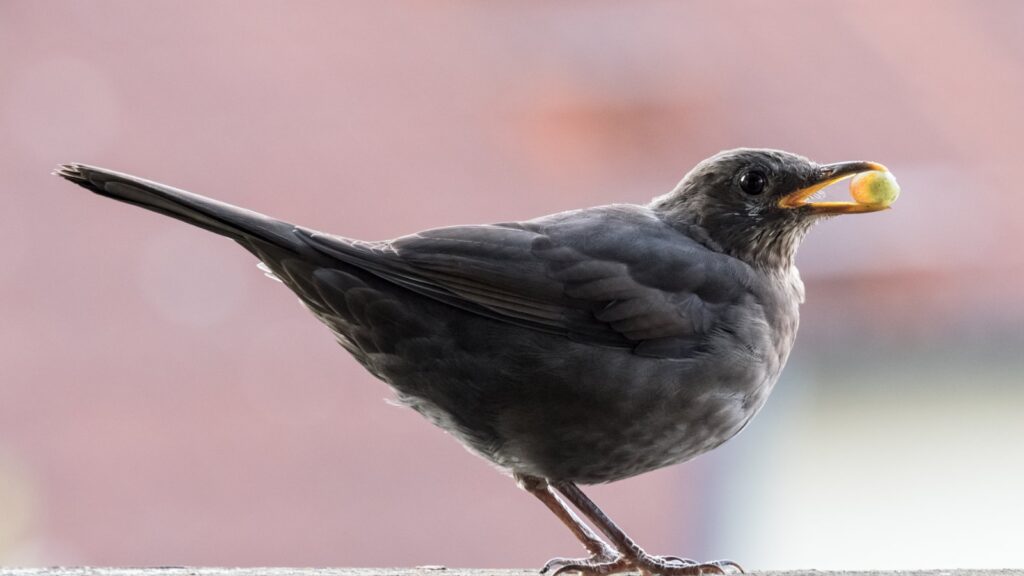 blackbird holding a grape in its beak