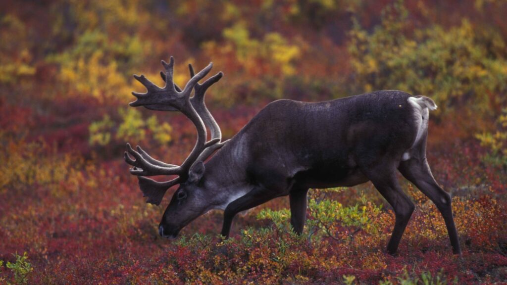 What Animals Eat Moss? 11 caribou grazing on tundra vegetation