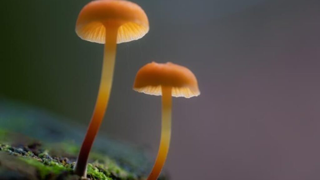 From Forest Floors to Feasts: Animals That Eat Mushrooms 8 animals that consume mushrooms