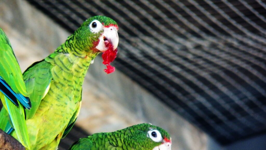 What Animals Eat Pineapple 7 parrot eating fruit