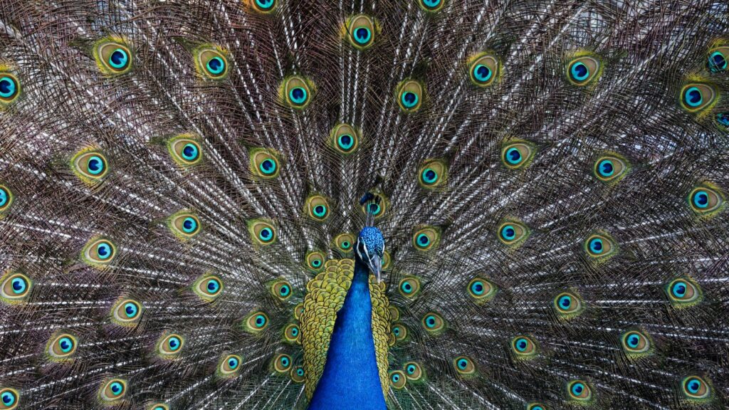peacock plumage close up