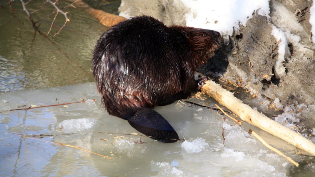 beaver gnawing on a log