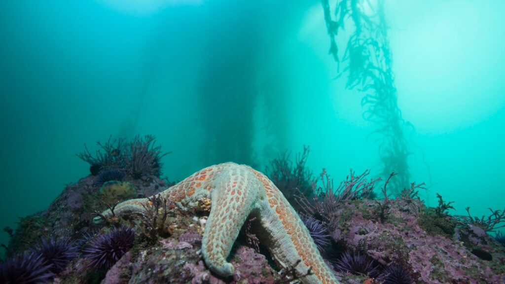 What Eats Seaweed? Seaweed Eating Animals 17 sea urchins and sea star feeding on kelp