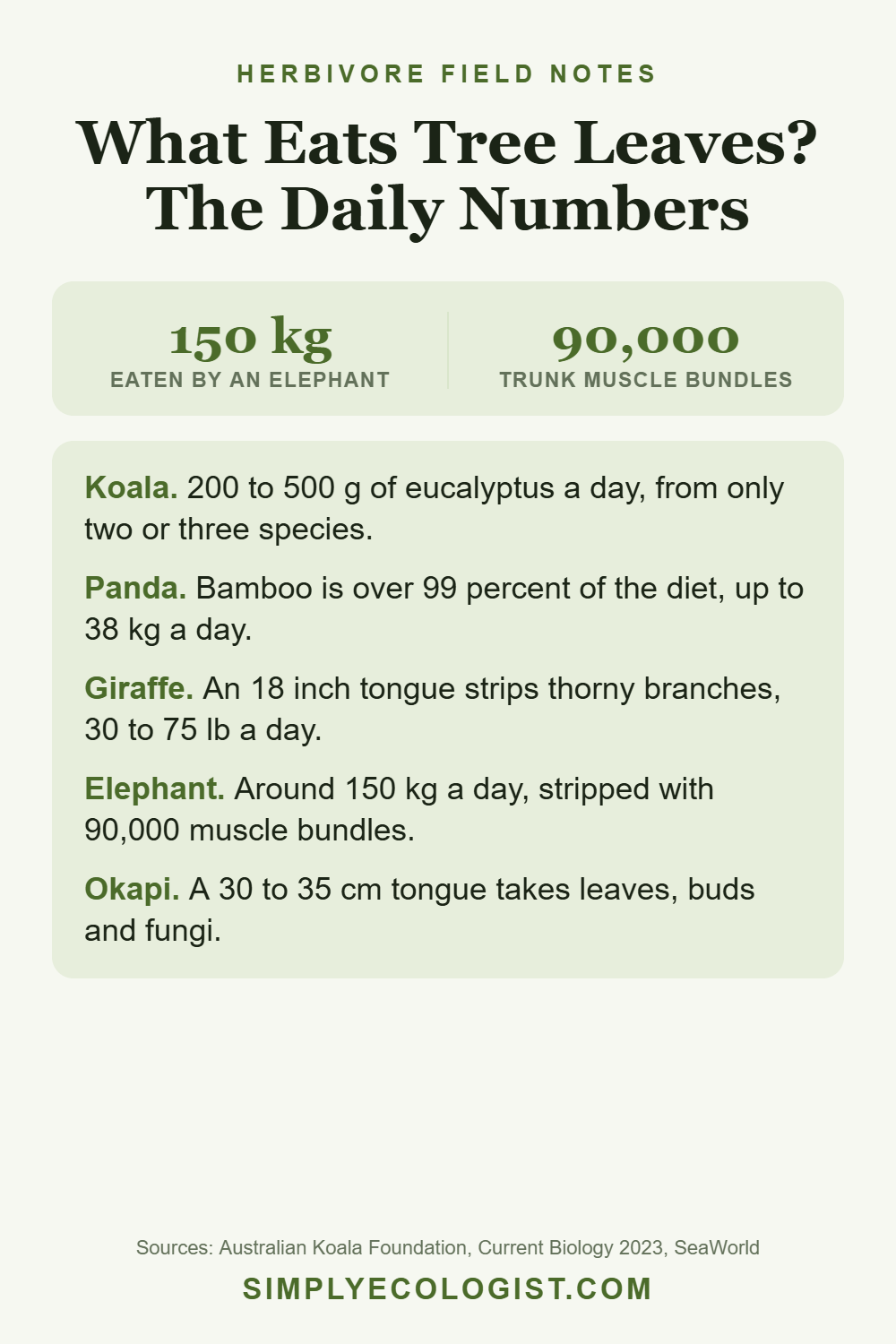 What Eats Tree Leaves: Leaf Eating Animals 6 Pinterest graphic titled What Eats Tree Leaves The Daily Numbers, showing an elephant eating about 150 kg a day with roughly 90,000 trunk muscle bundles, plus koala, panda, giraffe and okapi feeding figures