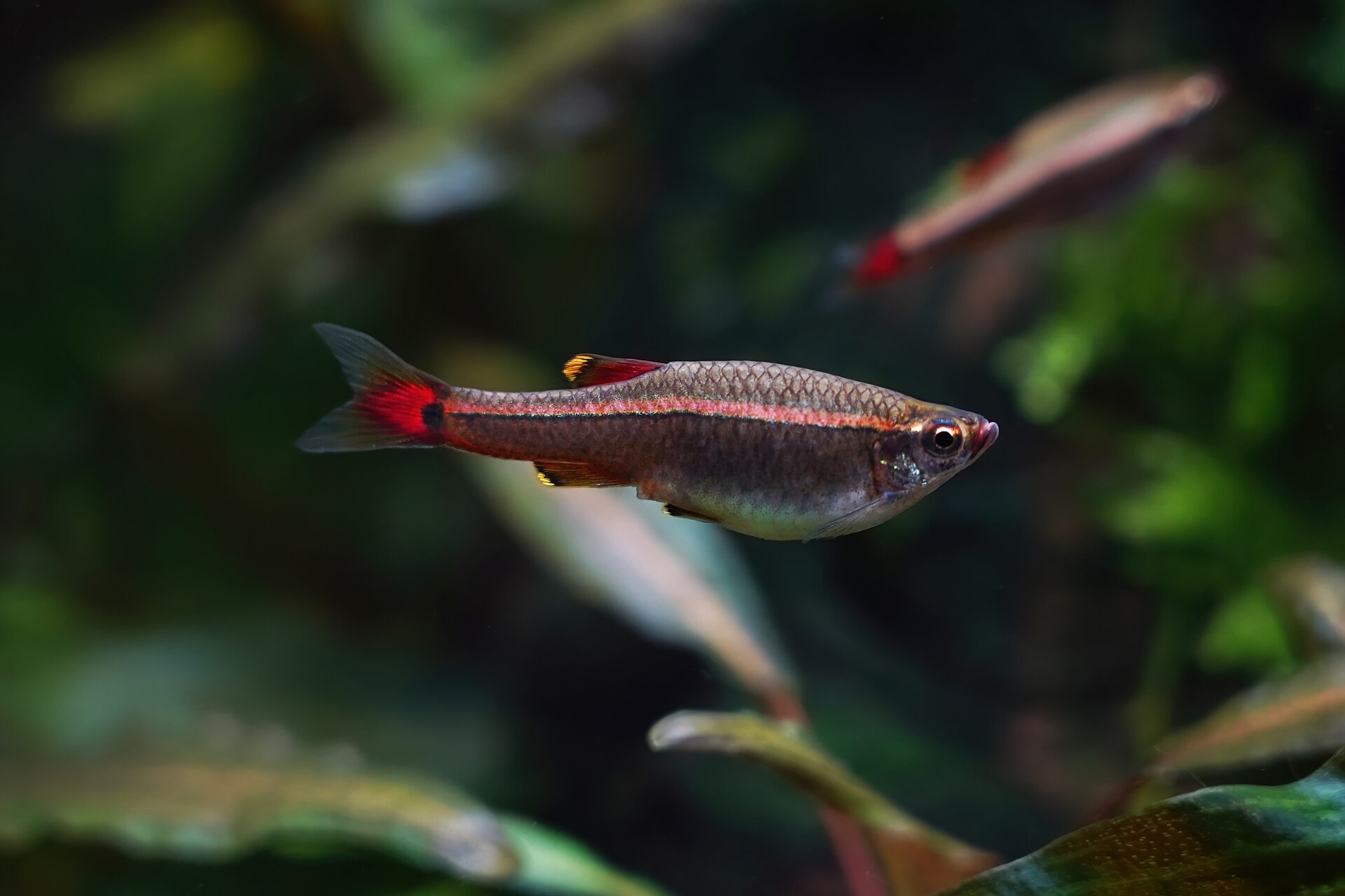 A White Cloud Mountain minnow among planted vegetation, a small cold tolerant fish suited to unheated patio ponds