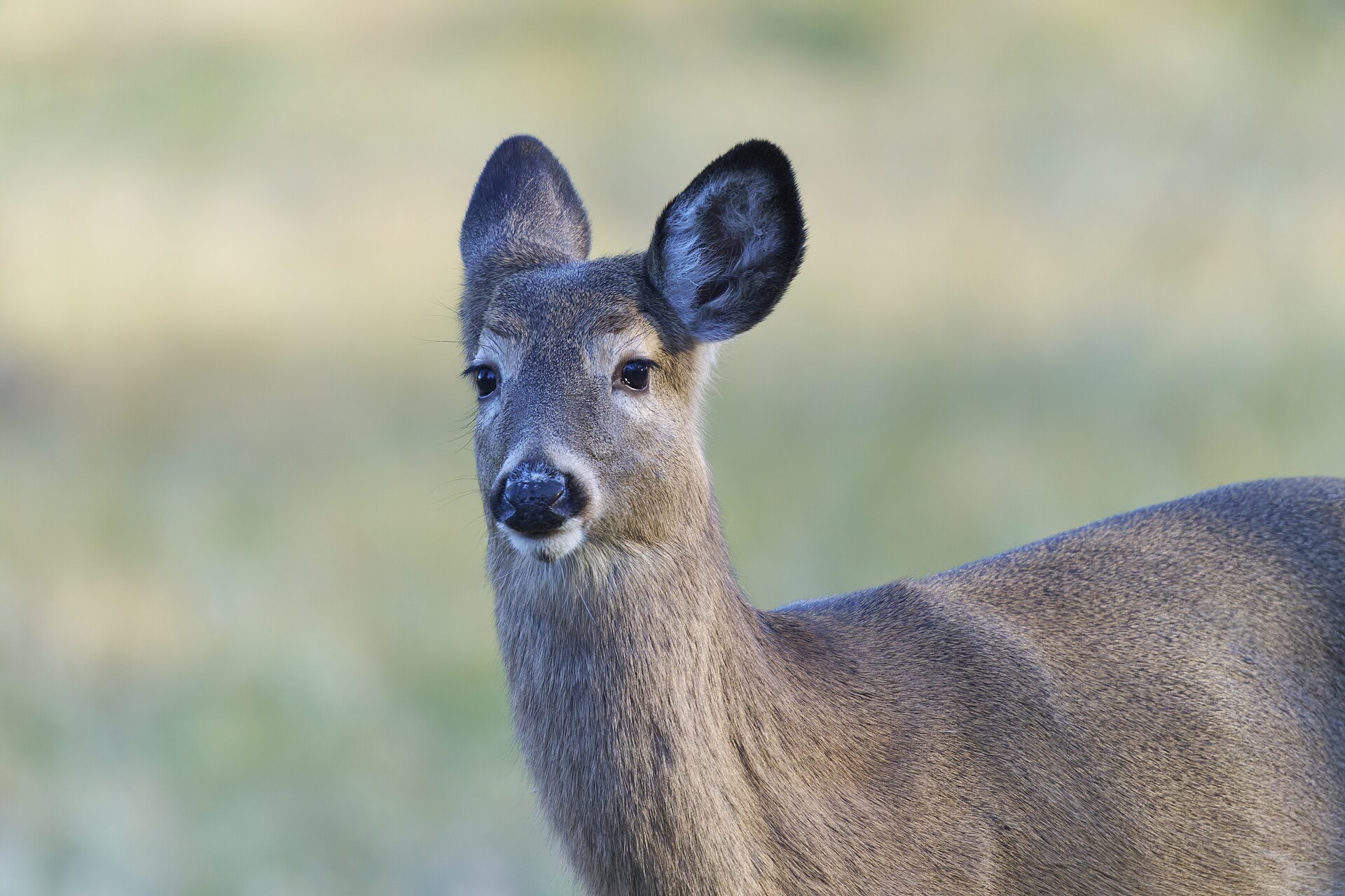 The Most Anxious Animals, and What Actually Drives It 8 A white tailed deer looking directly at the camera with both ears raised and turned forward, the alert posture that precedes bolting