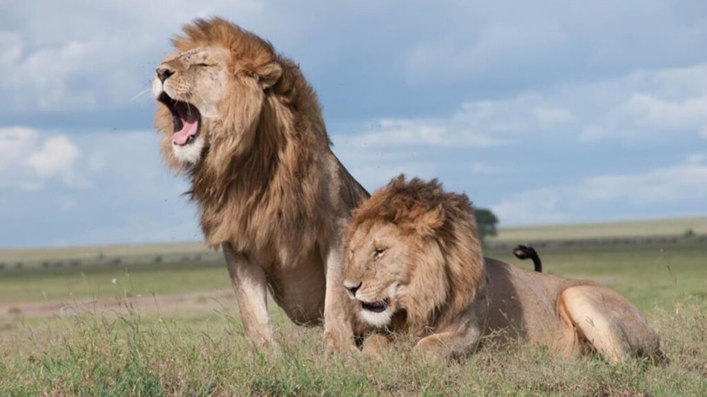 lions roar for communication