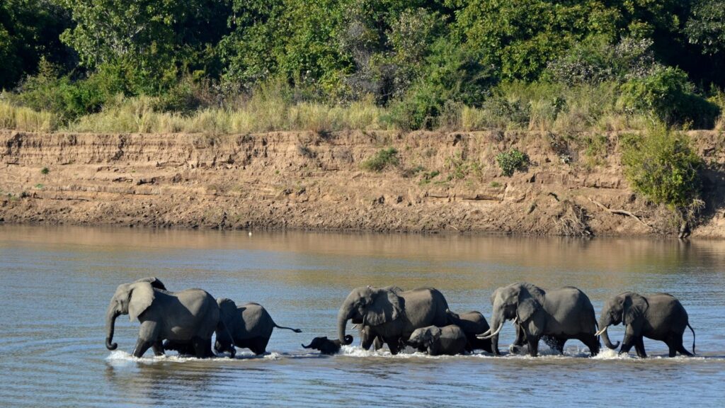 WILDLIFE 5 elephant herd crossing a river in South Luangwa National Park