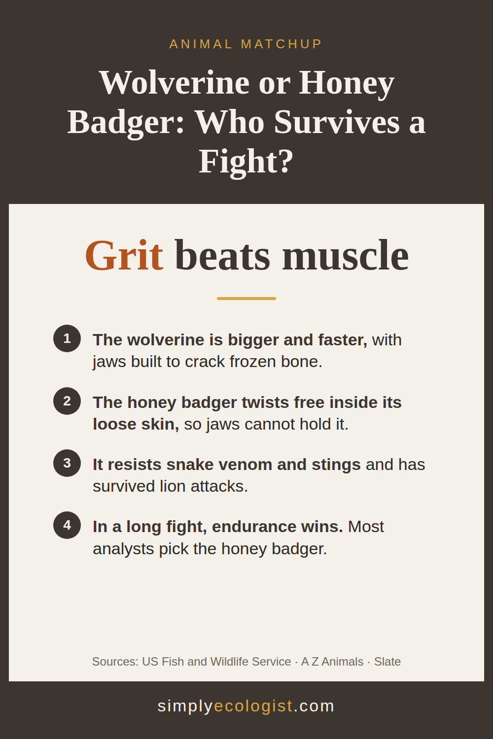 Wolverine vs Honey Badger 3 Wolverine vs honey badger infographic comparing size, speed, loose skin defense and endurance in a fight
