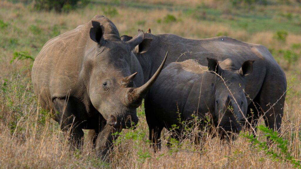 white rhinoceros and calf in South Africa