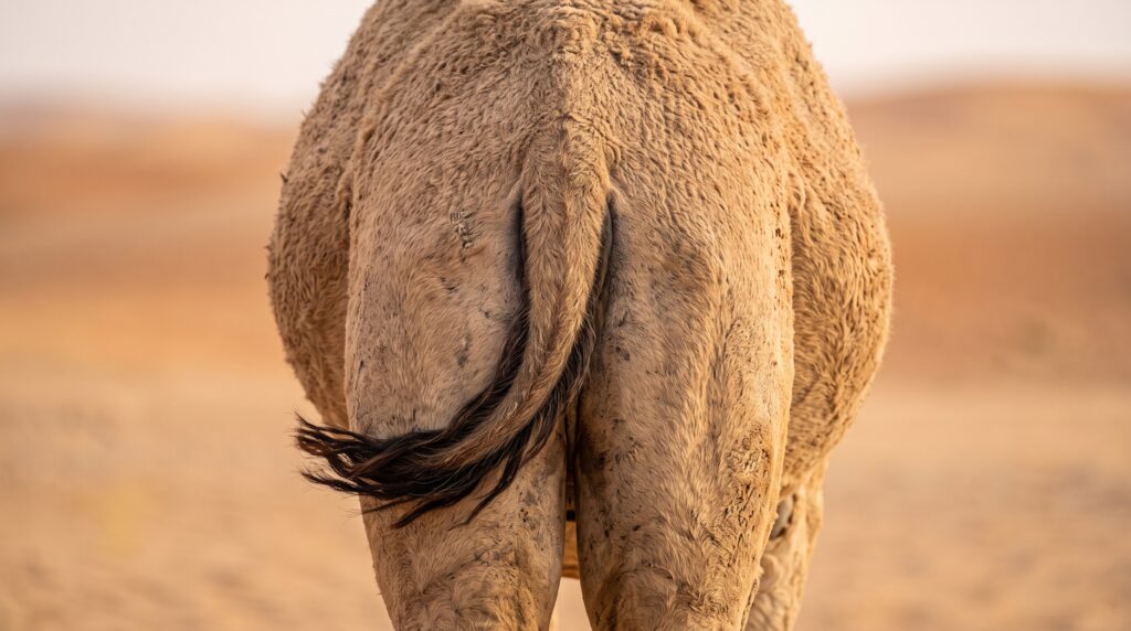 yes camels have tails