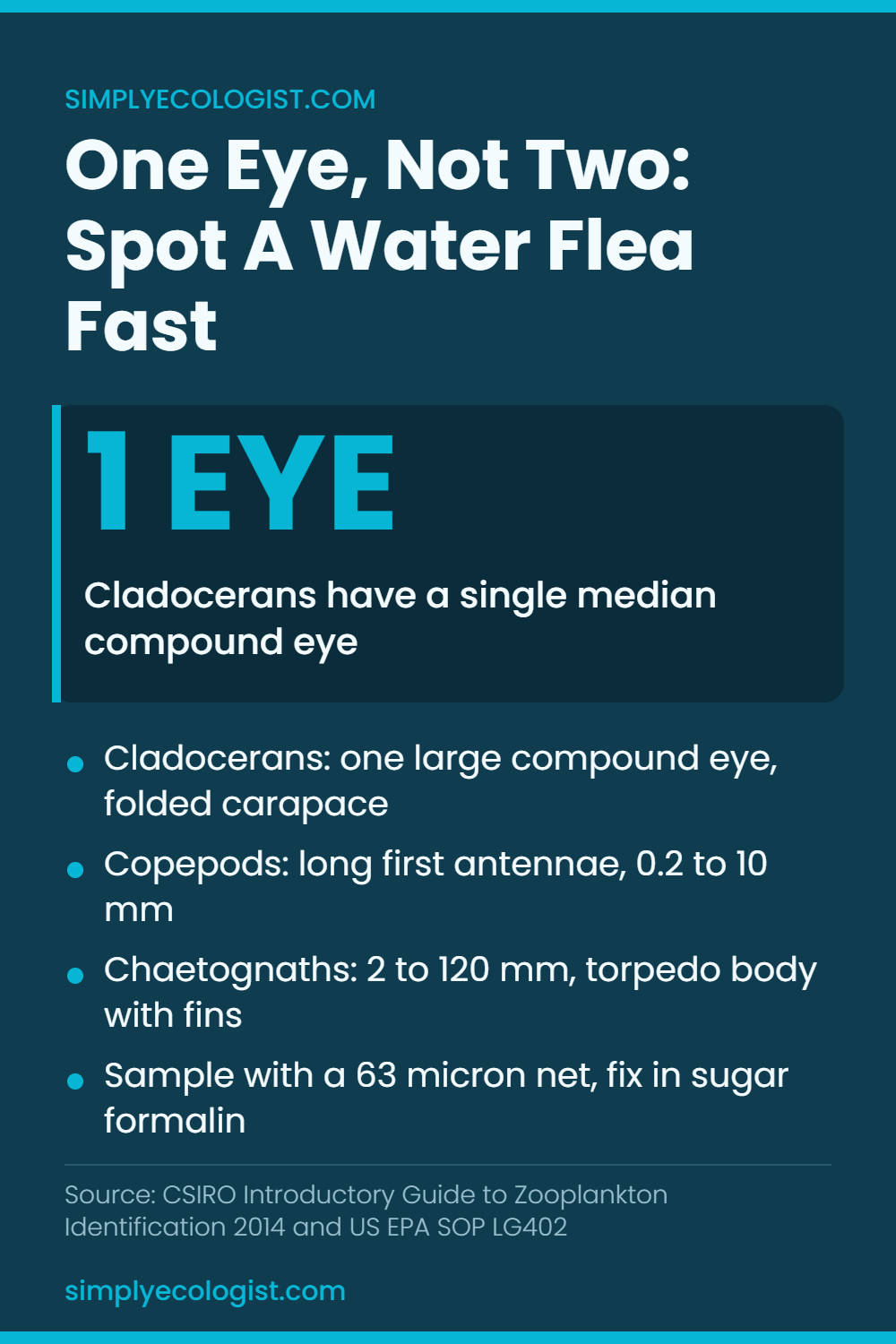Zooplankton identification key graphic showing how to tell cladocerans, copepods and chaetognaths apart by eye number, antennae and body size