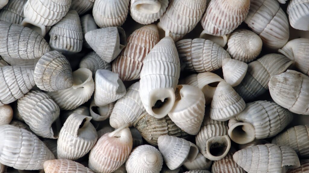 Cockle shells on a beach