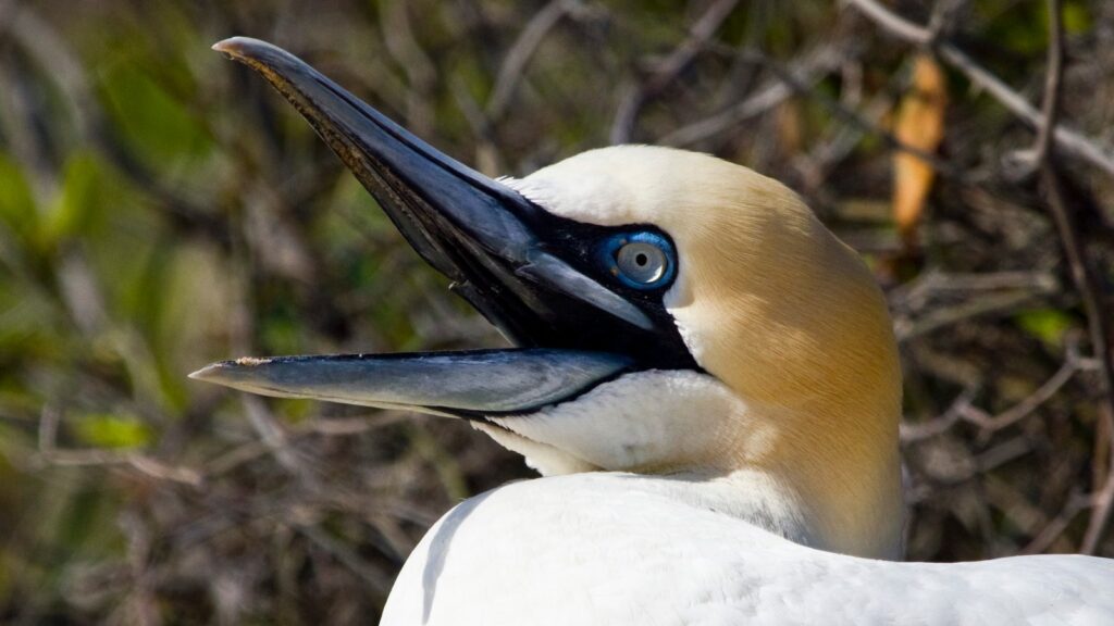Northern gannet