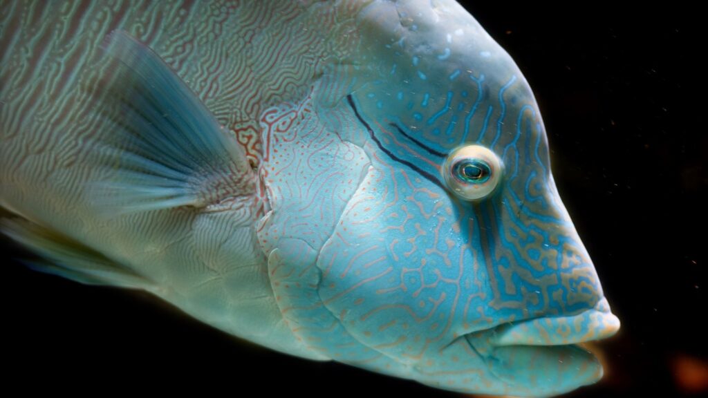 7 Amazing Fish With Big Lips (With Pictures) 10 Humphead wrasse with big lips