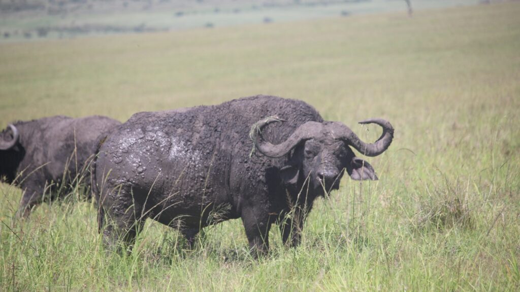 Buffalo covered in mud