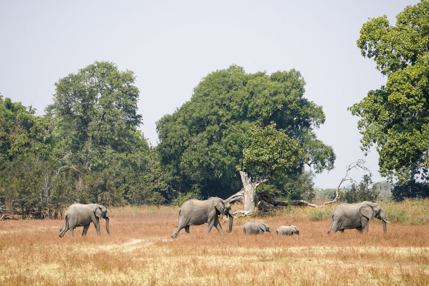 Herd of African bush elephants walking together in Zambia