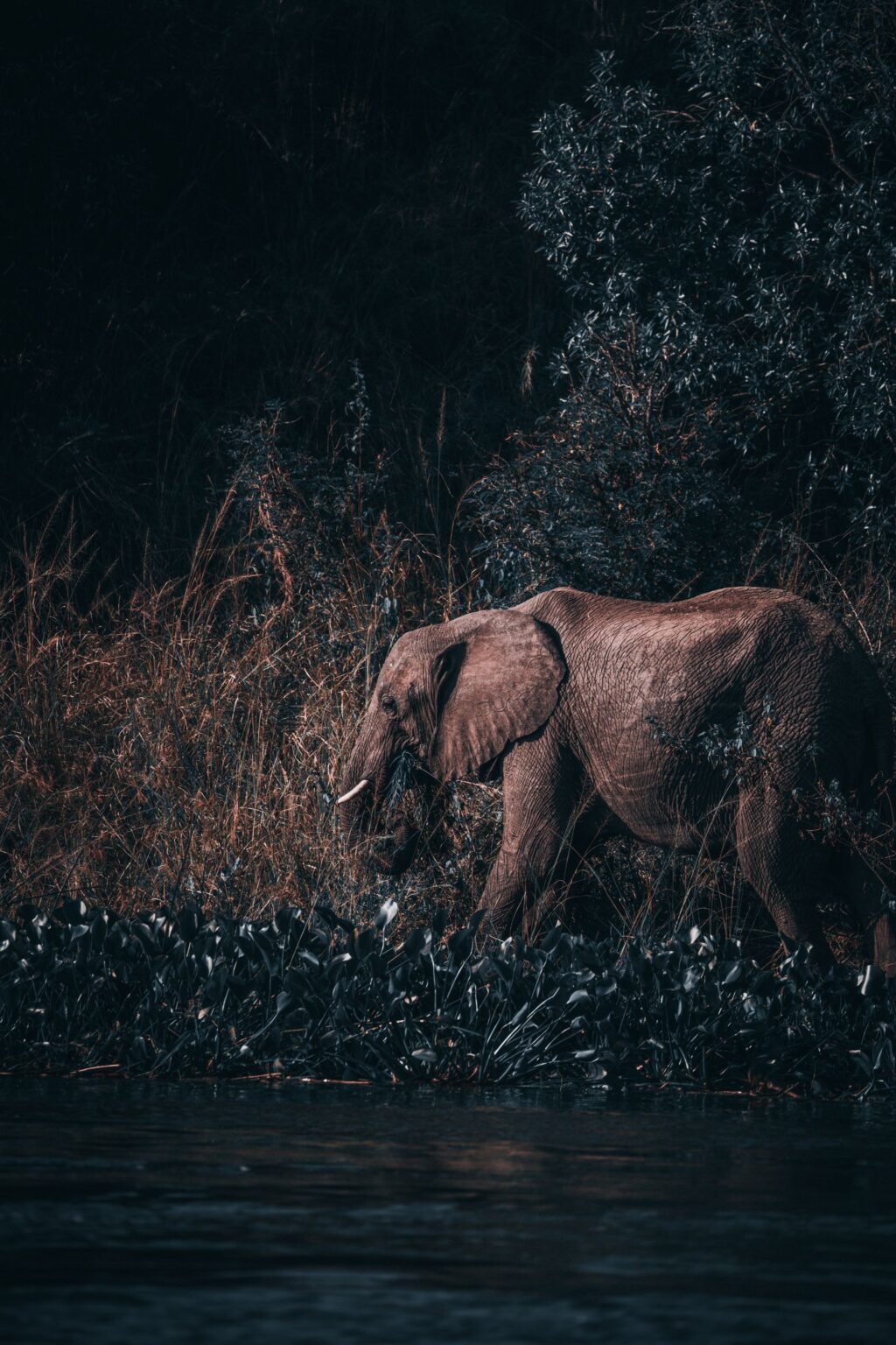 WILDLIFE 3 African elephant at the water edge