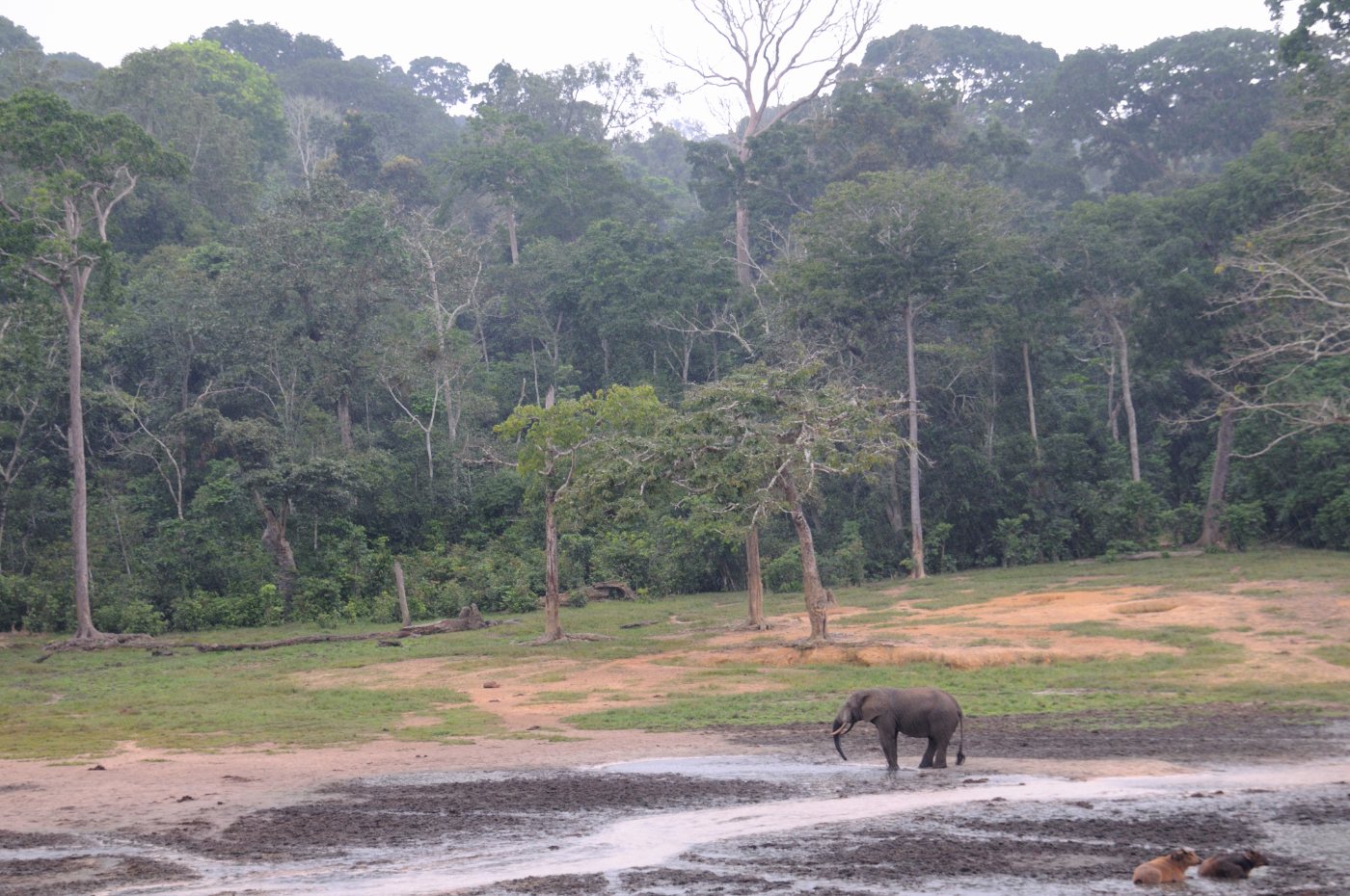 African forest elephant in a forest clearing at Dzanga Bai