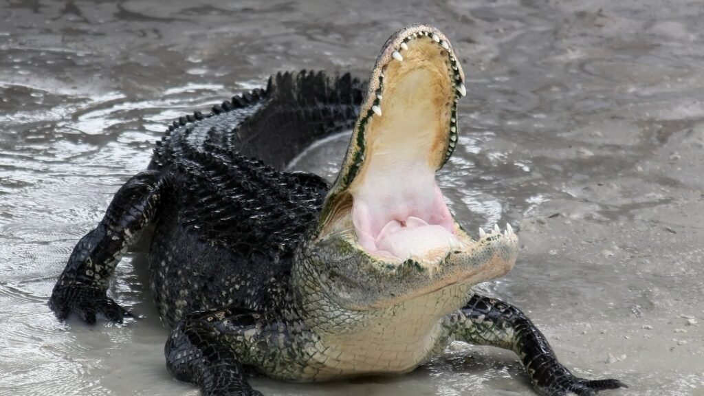American alligator with open mouth