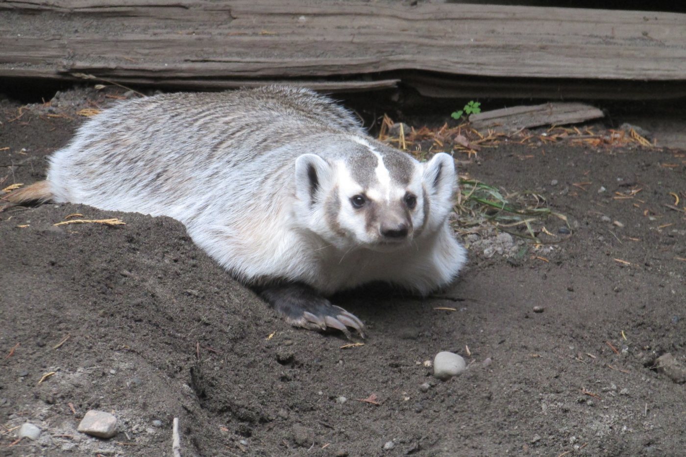 Badgers 6 An American badger emerging from a burrow it has dug in open ground