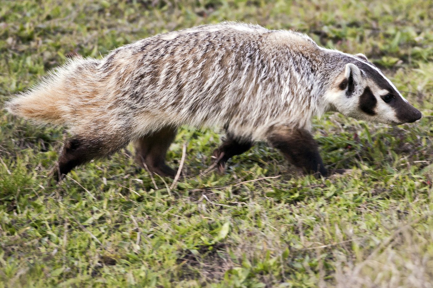 Badgers 4 An American badger on open grassland showing the flat wide body and the white stripe over the head