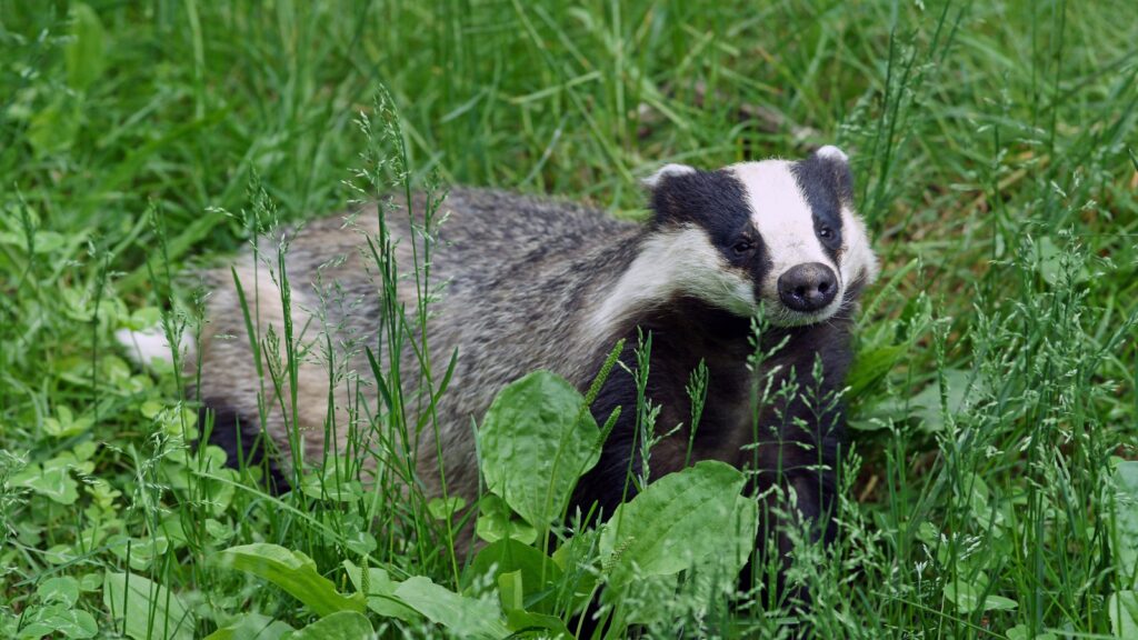 European badger
