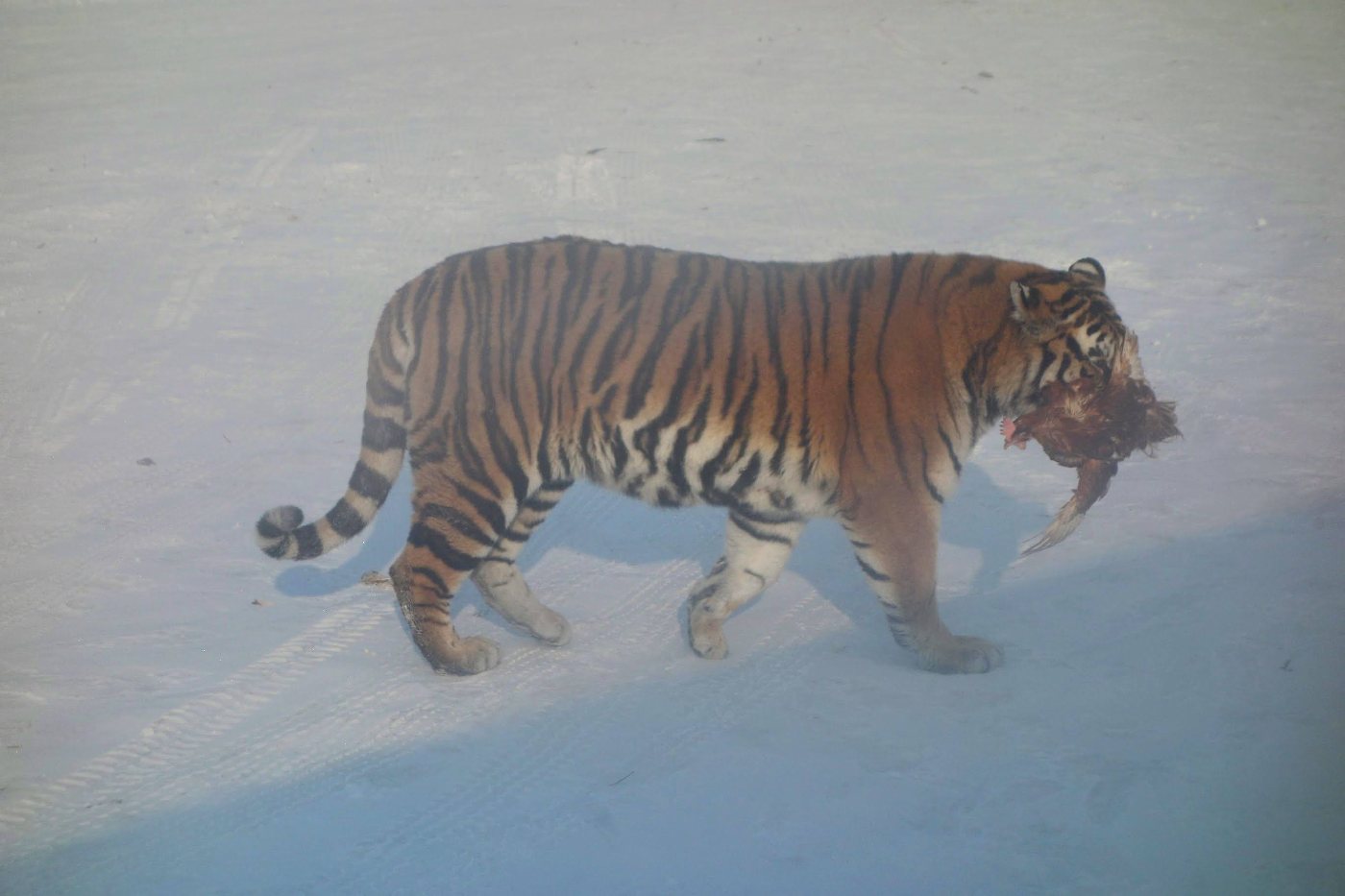 Tigers 3 Amur or Siberian tiger walking through deep snow